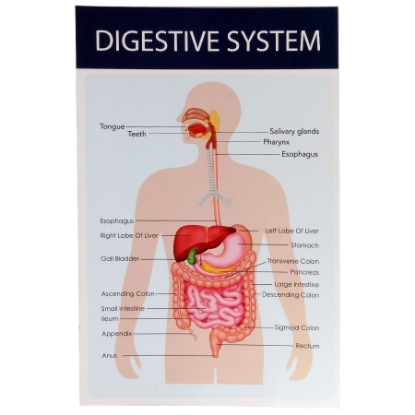 Picture of DIGESTIVE SYSTEM POSTER 47.5 × 31.5 CM