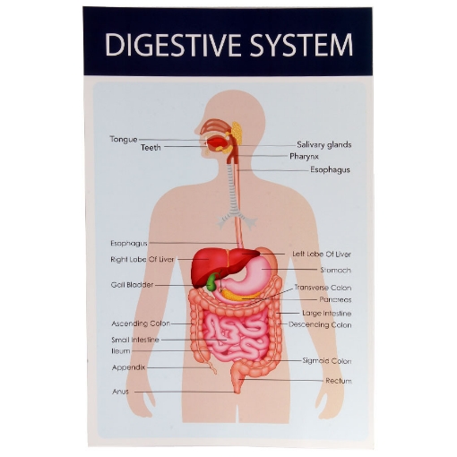 Picture of بوستر الجهاز الهضمى انجليزى 31.5 × 47.5 سم