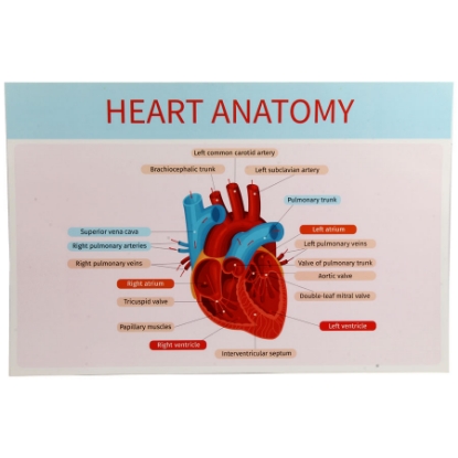 Picture of HEART ANATOMY POSTER 47.5 × 31.5 CM