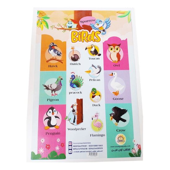 图片 鸟类海报 A3