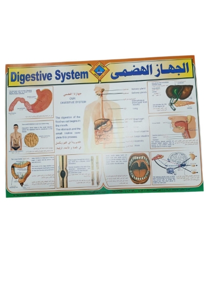 Bild von Paradise Lernposter - Verdauungssystem - Größe 50 × 70 cm