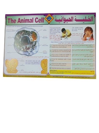 Bild von Lehrposter Tierzelle, Größe 50 × 70 cm - Paradis
