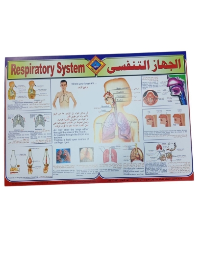 Bild von Lehrposter des Atmungssystems, Größe 50 × 70 cm – Paradis