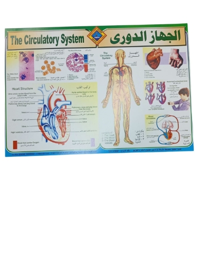 Bild von Lehrposter Kreislaufsystem, Größe 50 × 70 cm – Paradis