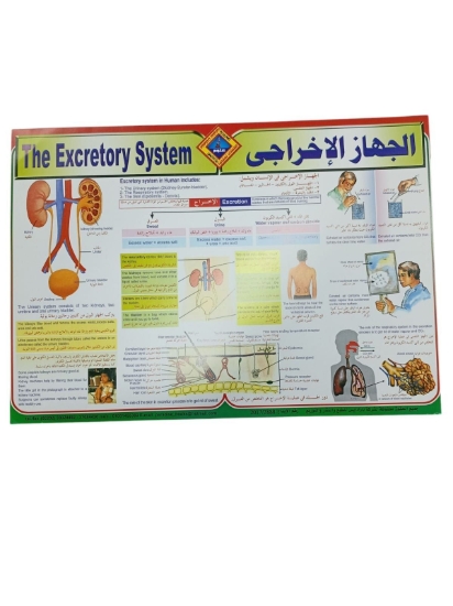 Bild von Lehrposter - Ausscheidungssystem, Größe 50 × 70 cm - Paradis
