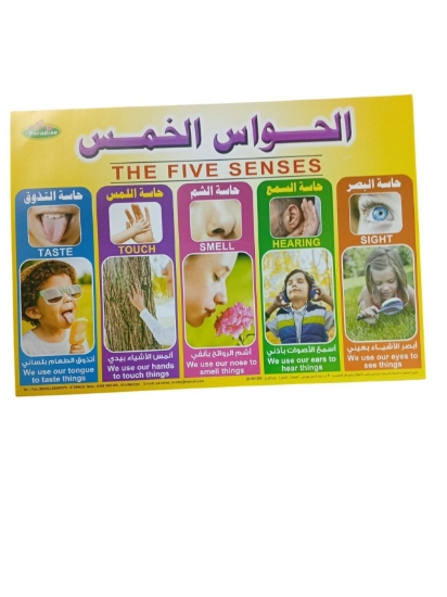 Bild von Lehrposter Die Fünf Sinne, Größe 50 × 70 cm – Paradise