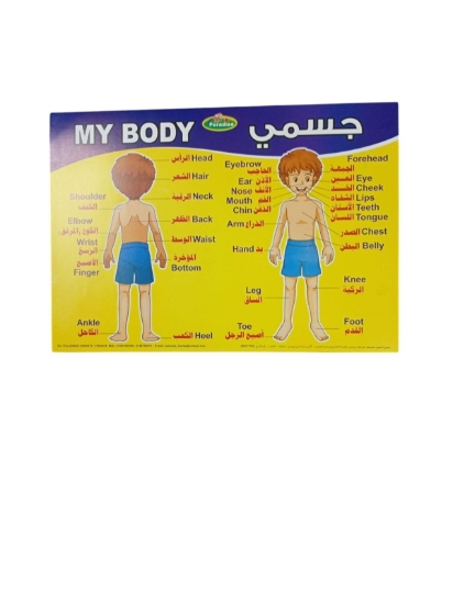 Bild von Lehrposter – Menschlicher Körper, Größe 50 × 70 cm – Paradis